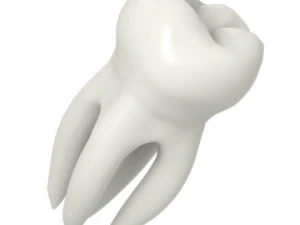 molar tooth 3D Model
