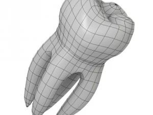molar tooth 3D Model