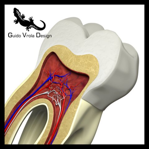 tooth cross section Modelo 3D .c4d .max .obj .3ds .fbx .stl .blend 