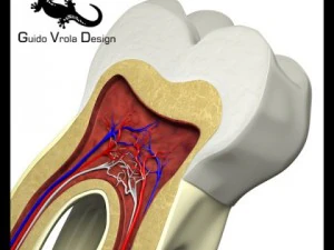 sezione trasversale del dente Modello 3D