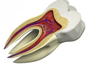 tooth cross section 3D Model