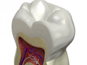 tooth cross section 3D Model