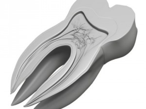 tooth cross section Modelo 3D