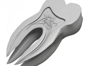 tooth cross section 3D Model