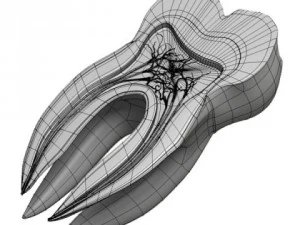 tooth cross section 3D Model