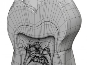 tooth cross section Modelo 3D