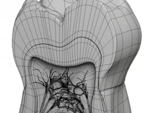 tooth cross section 3D Model