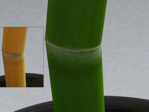 bamboo and vase 3D Model