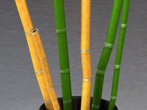 bamboo and vase Model 3D