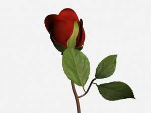 роза 3D Модель