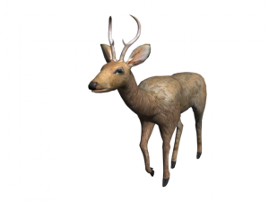 deer 3D 모델