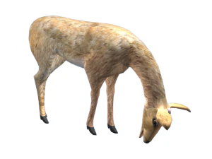 deer 3D Model