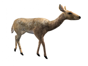 deer 3D 모델
