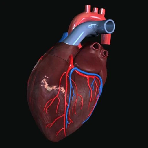 heart 3D Model .c4d .max .obj .3ds .fbx .stl .blend 