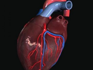 heart 3Dモデル