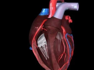 heart 3D Model