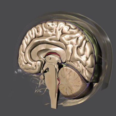 Brain 3d Model In Anatomy 3dexport