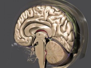 brain Model 3D