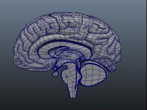 brain Modèle 3D