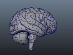 brain Modèle 3D