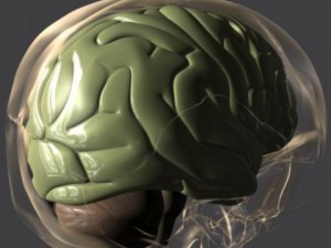 brain Modèle 3D