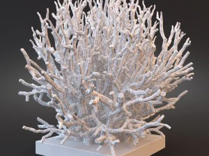 white coral specimen on lucite stand 3D Model