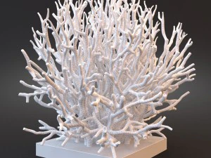 white coral specimen on lucite stand 3D Model