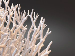white coral specimen on lucite stand 3D Model
