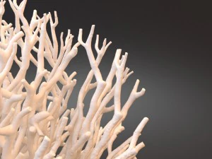 white coral specimen on lucite stand 3D Model