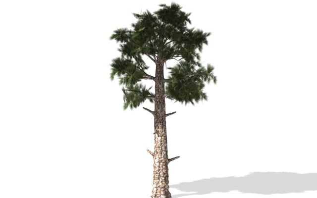 pine Model 3D .c4d .max .obj .3ds .fbx .stl .blend 