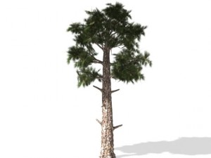 pine 3D Model