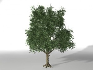 young tree 3D-Modell