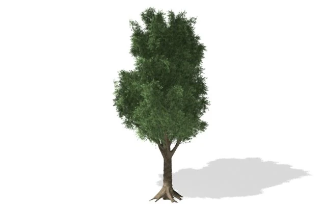 young tree 3D Model .c4d .max .obj .3ds .fbx .stl .blend 