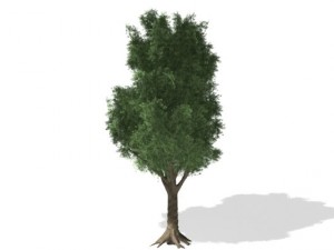 young tree 3D-Modell
