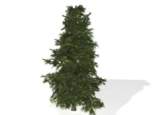 sapin Modèle 3D