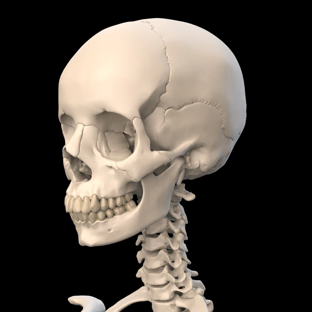 anatomically accurate human skull 3D Model .c4d .max .obj .3ds .fbx .stl .blend 
