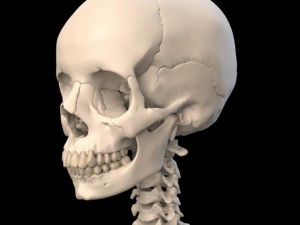 anatomically accurate human skull 3D Model