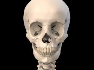 anatomically accurate human skull 3D 모델