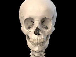 anatomically accurate human skull 3D Model