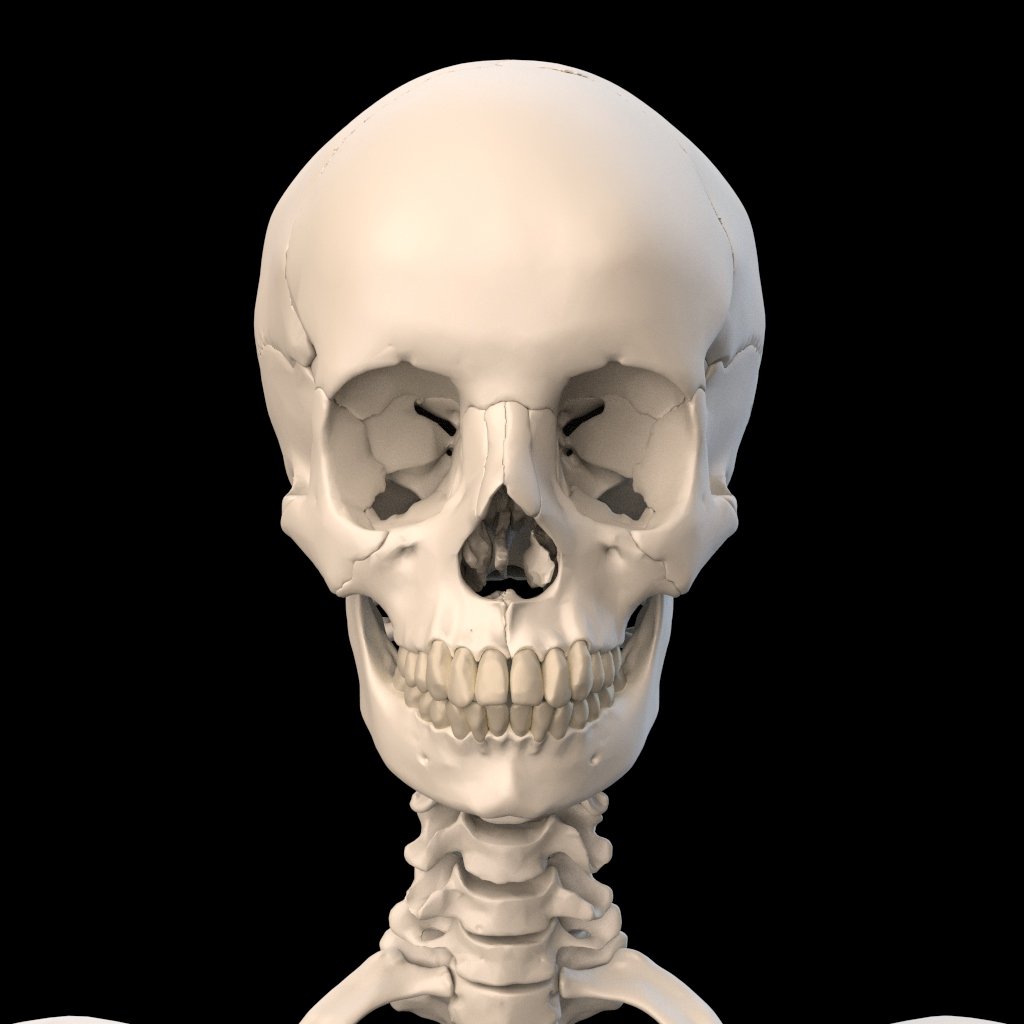 Anatomically Accurate Human Skull 3D Model in Anatomy 3DExport