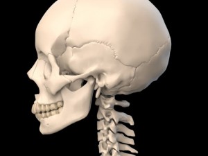 anatomically accurate human skull 3D 모델
