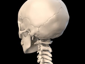 anatomically accurate human skull 3D 모델