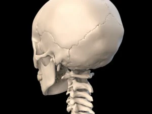 anatomically accurate human skull 3D Model