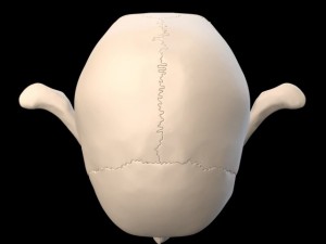 anatomically accurate human skull 3D 모델