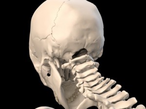 anatomically accurate human skull 3D 모델