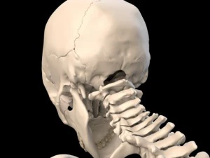 anatomically accurate human skull 3D Model
