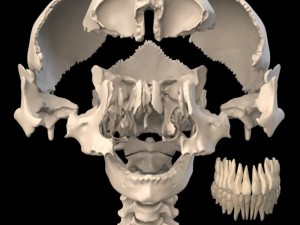 anatomically accurate human skull 3D 모델