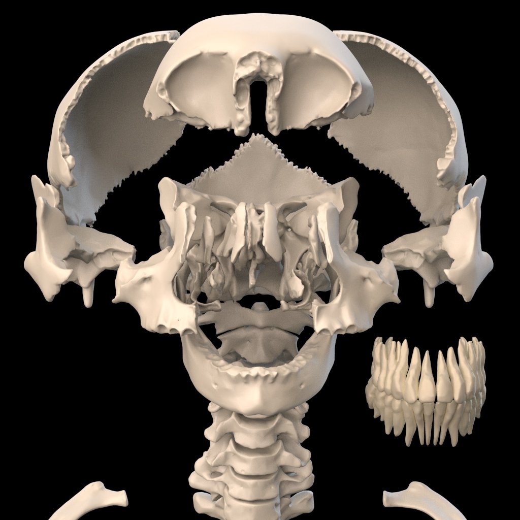 Anatomy 3d