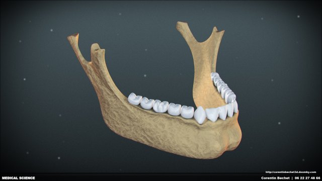 skull 3D Модель .c4d .max .obj .3ds .fbx .stl .blend 