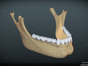 skull 3D Модель